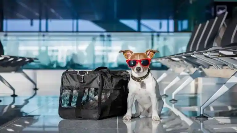 delta-airlines-pet-policy